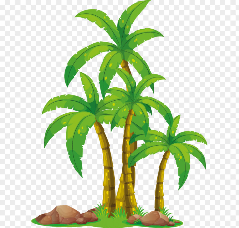 Coconut Vector Graphics Palm Trees Illustration PNG