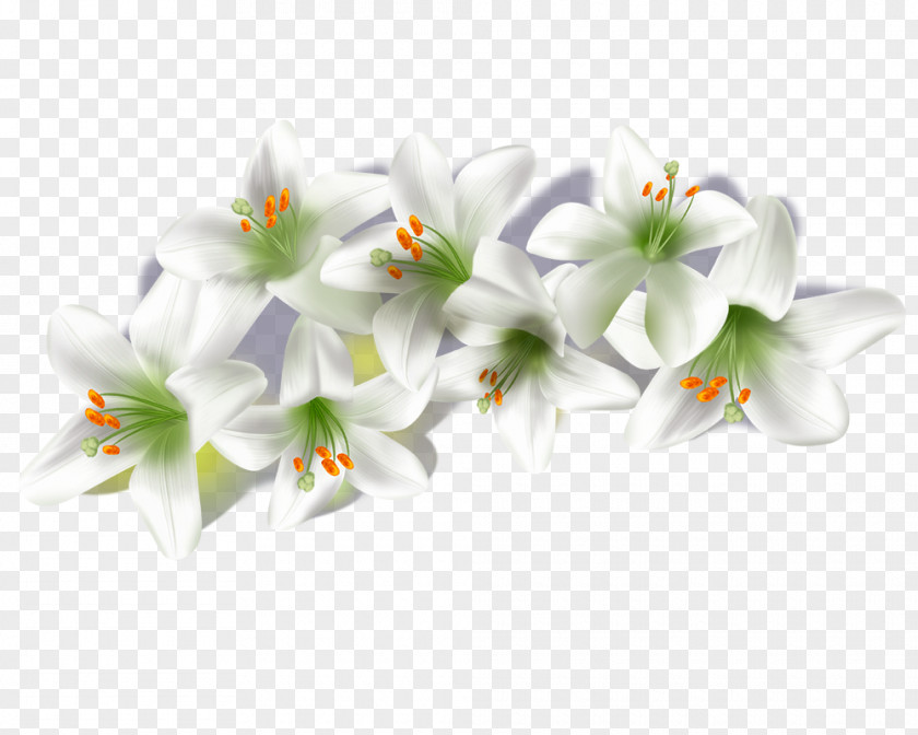 Lily Lilium Book Computer File PNG