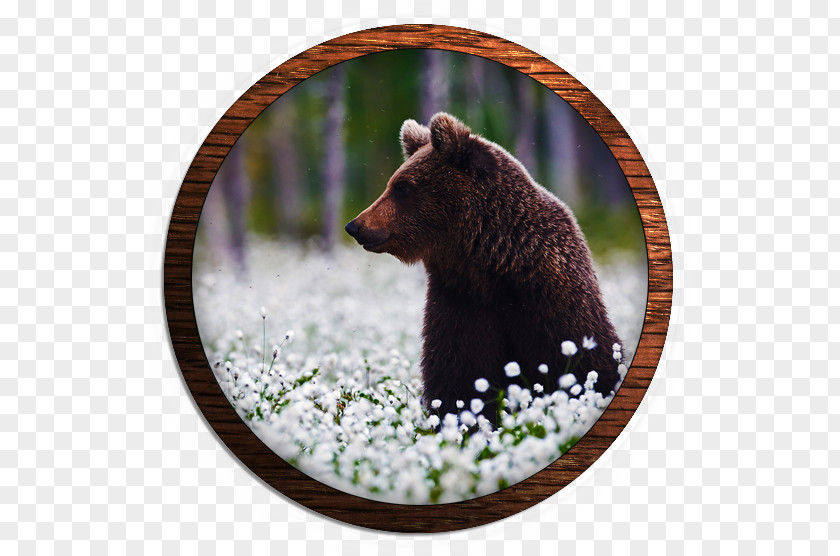 Bear Grizzly Wildlife Alaska Peninsula Brown Terrestrial Animal PNG