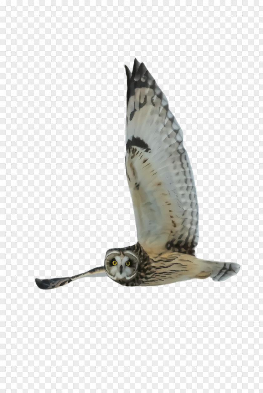 Falconiformes Osprey Feather PNG