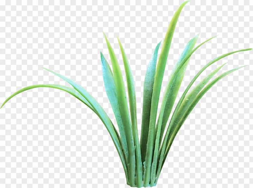 Grass Green Plant Leaf Chives PNG