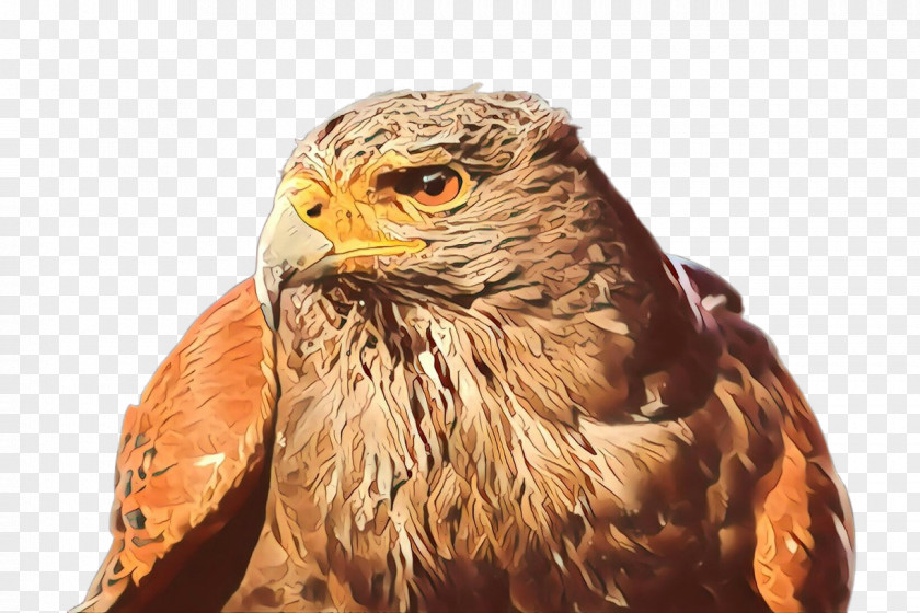 Sharp Shinned Hawk Golden Eagle Bird Of Prey Falcon Beak PNG