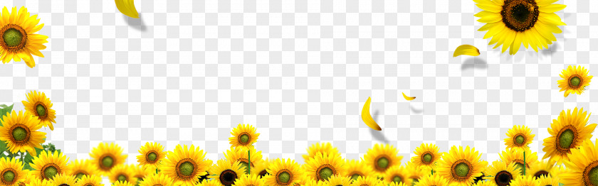 Sunflower Common Download Landscape PNG