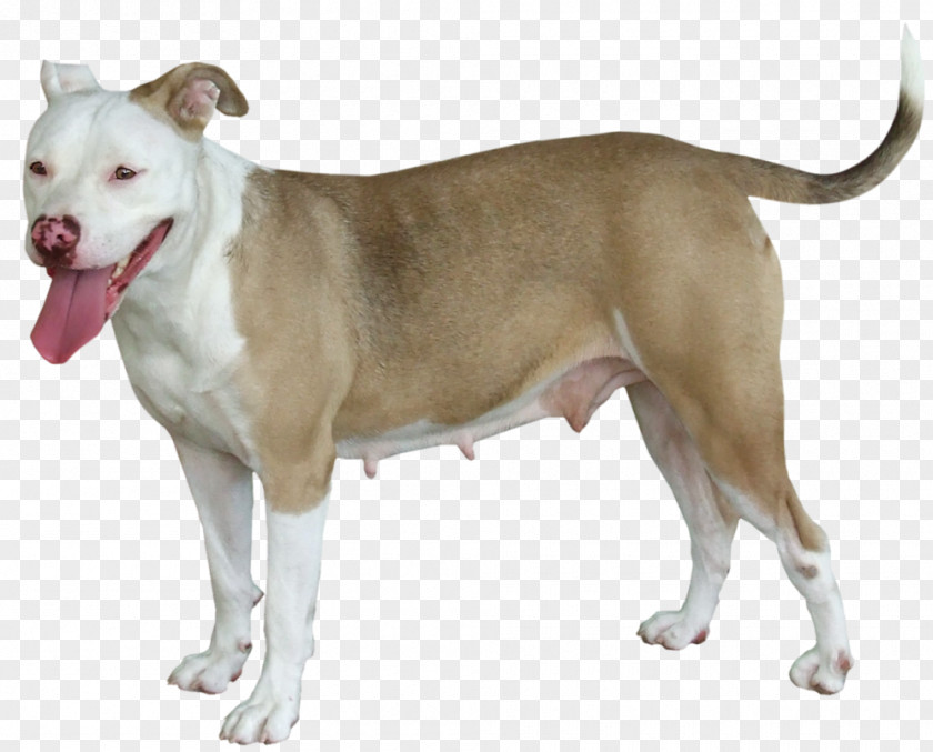 American Pit Bull Terrier And Staffordshire Old English Dog Breed PNG
