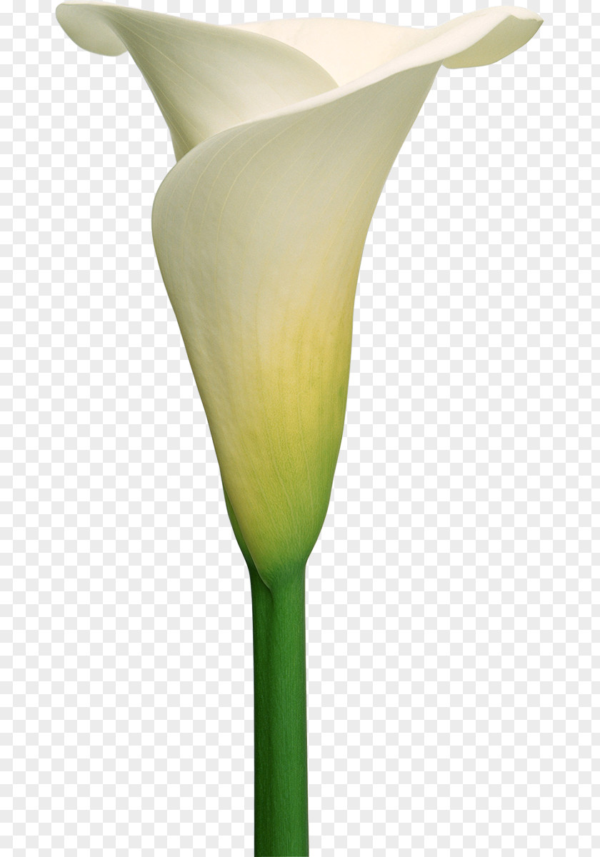 Callalily Arum-lily Flower Lilium PNG