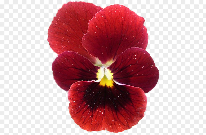 Pansy Annual Plant Magenta Close-up Herbaceous PNG