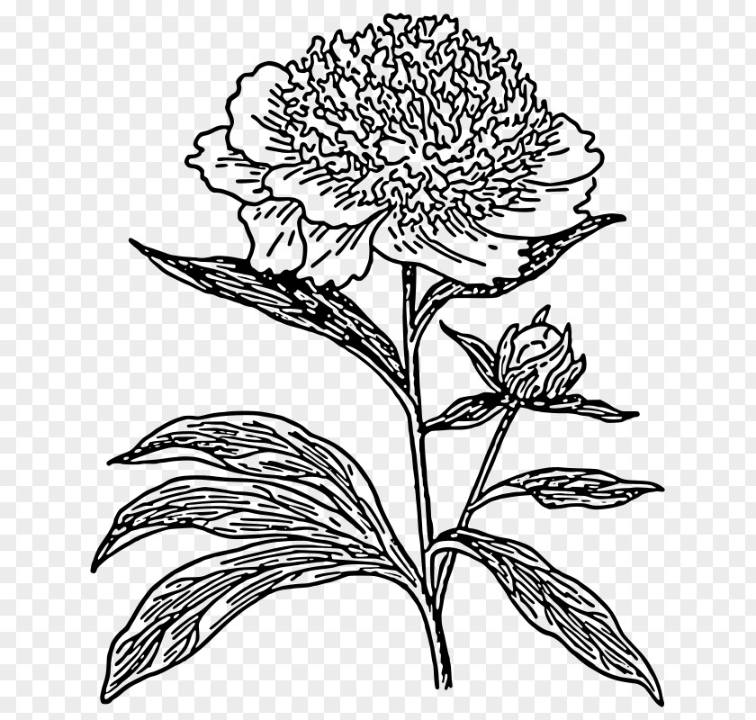 Subshrubby Peony Flower Drawing Line Art Clip PNG