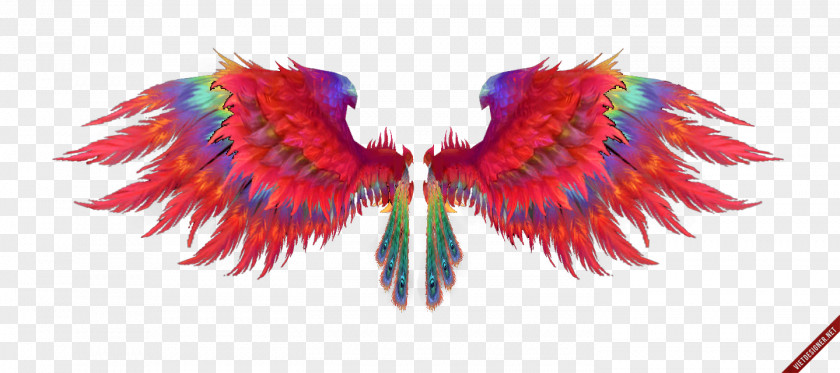 Watercolor Bird Feather Wing Beak PNG