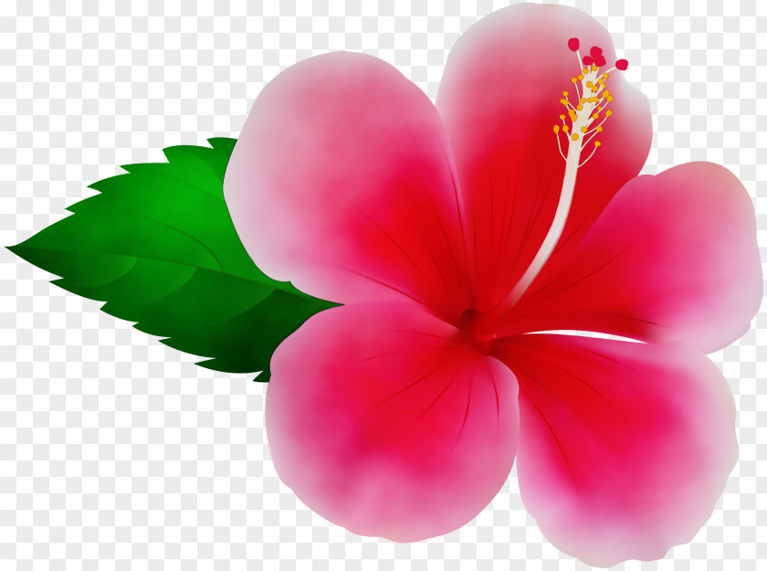Impatiens Mallow Family Pink Flower Cartoon PNG