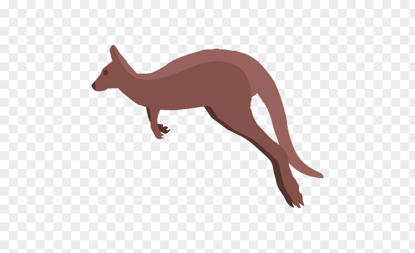 Kangaroo Macropodidae PNG