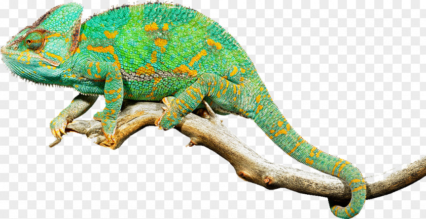 Rainforest Ecosystem Chameleon Chameleons Lizard Reptile Iguanas PNG