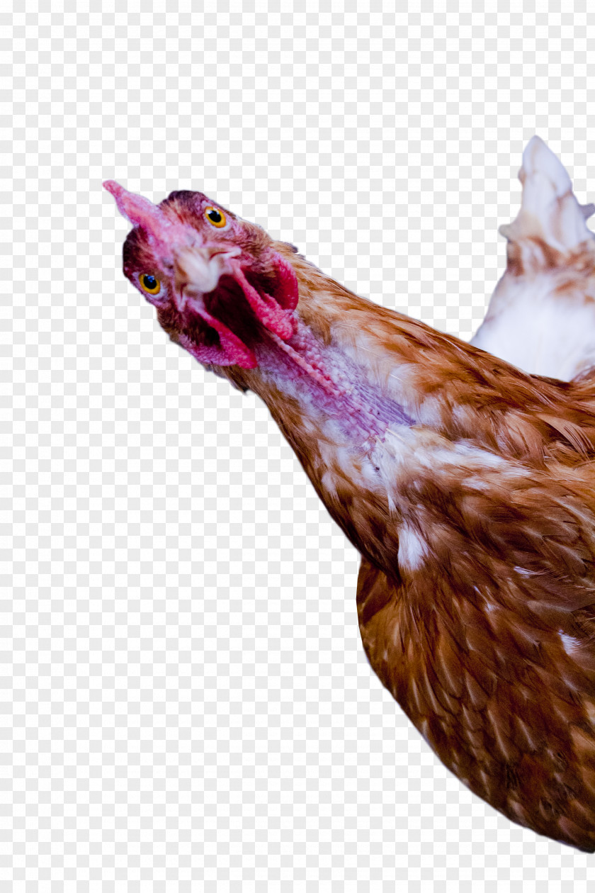 Chicken Little Rooster PNG