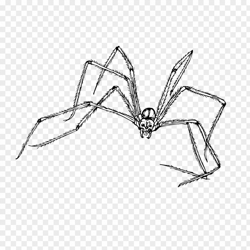 Membranewinged Insect Arthropod Spiders Cartoon PNG