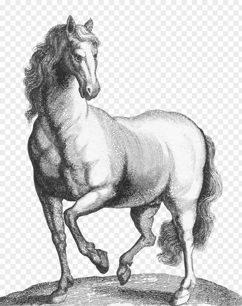 Mustang Stallion Pony Etching Animal PNG