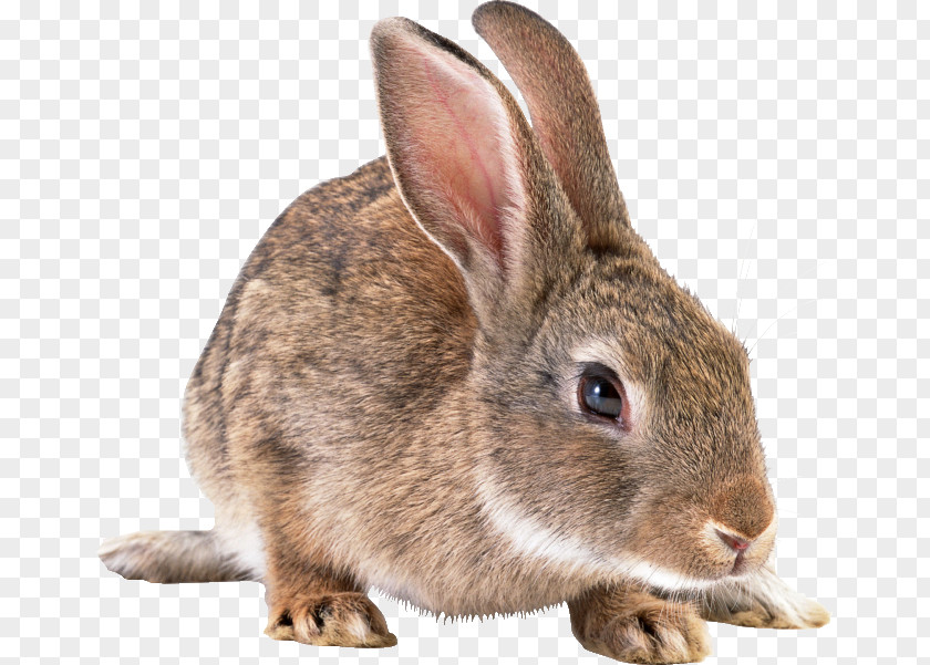 Rabbit Domestic Hare Breed Dog PNG