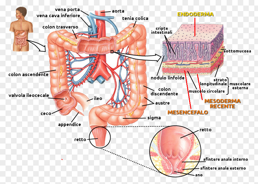 Riflesso Muscle Small Intestine Human Anatomy PNG