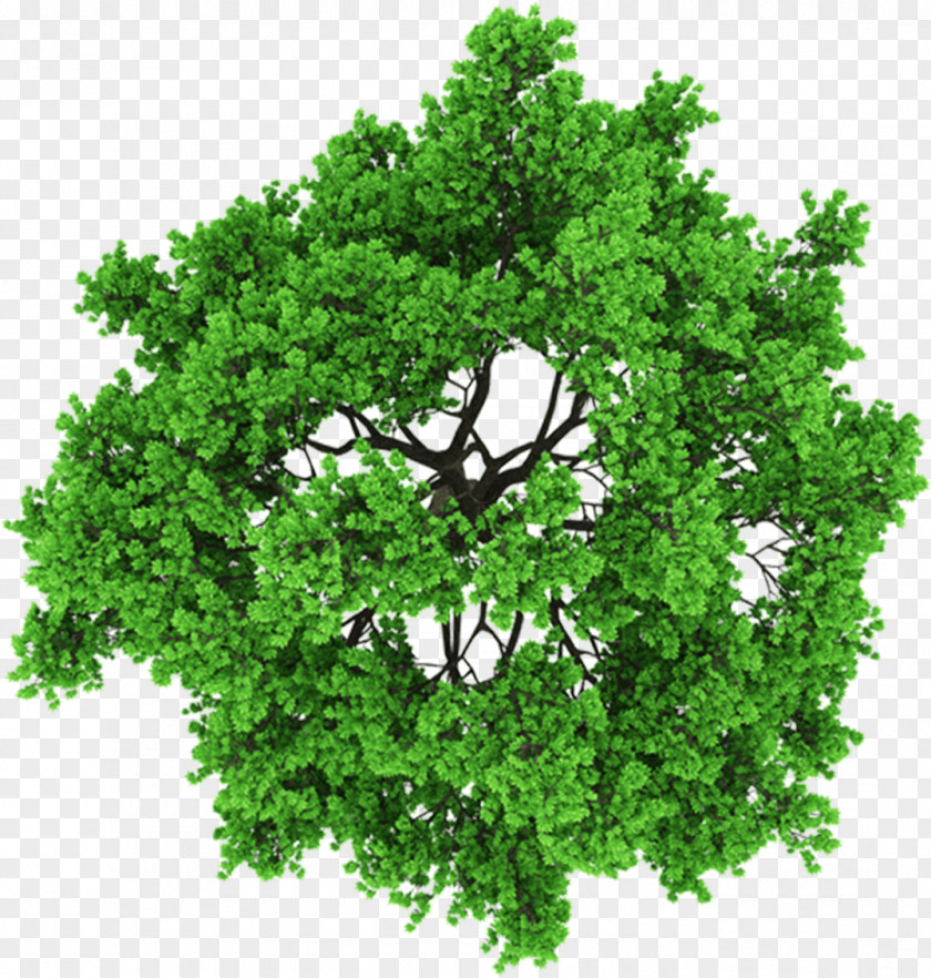 Tree Above Stock Photography Clip Art PNG