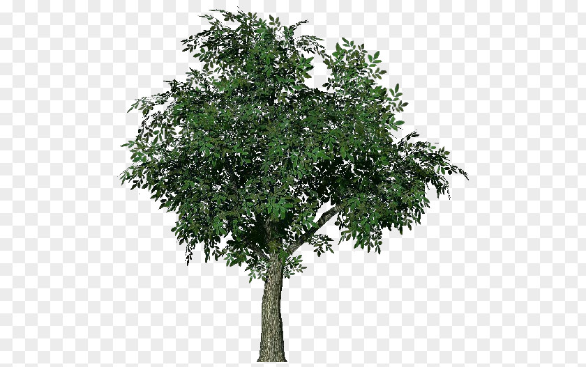 Tree Acer Campestre Norway Maple PNG