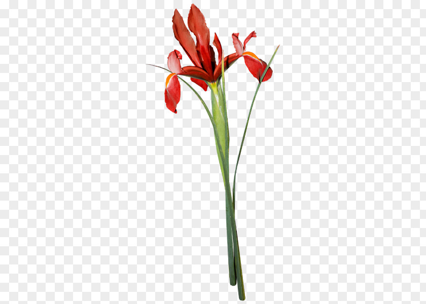 Tulip Flower Poppy Bud PNG