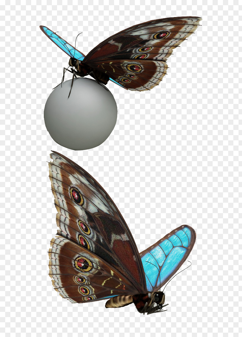 Butterfly Toy Moth PNG
