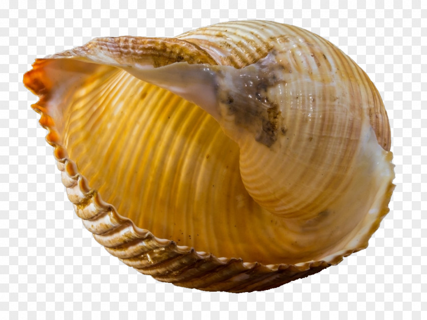 Conch Seashell Snail Gastropod Shell Mollusc Photography PNG