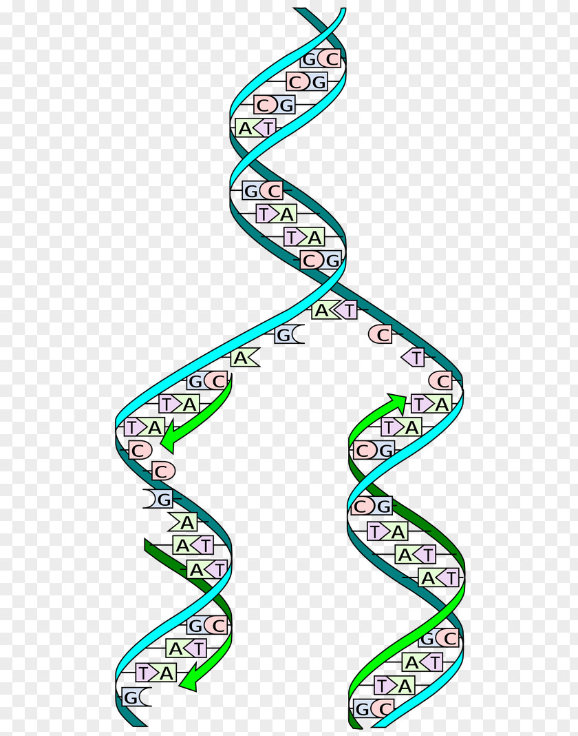 Double Helix Vector DNA Replication Cell Division S Phase PNG