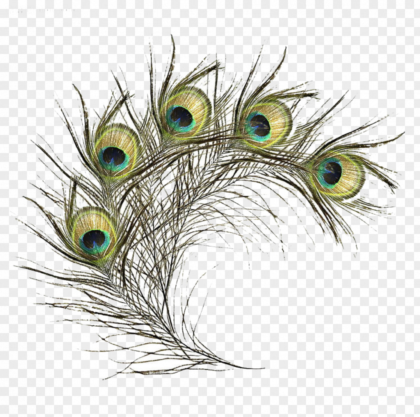 Green Line Peacock Feathers Feather Bird Peafowl PNG