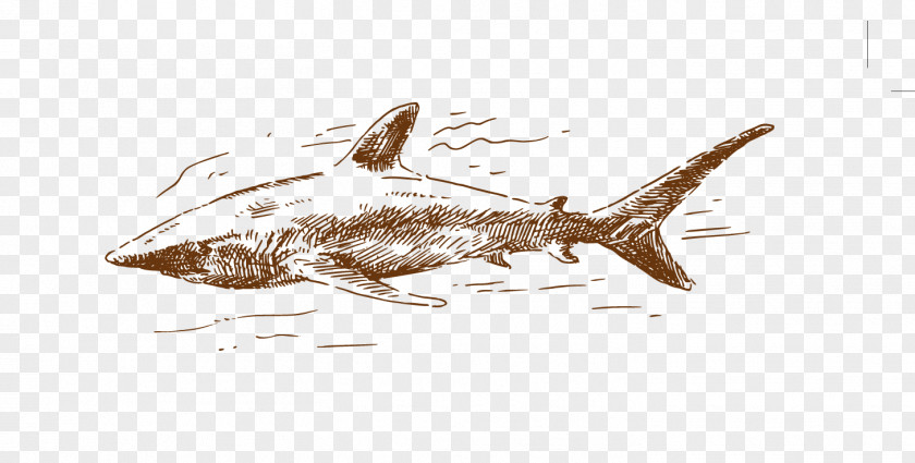 Hand Drawn Shark Euclidean Vector PNG