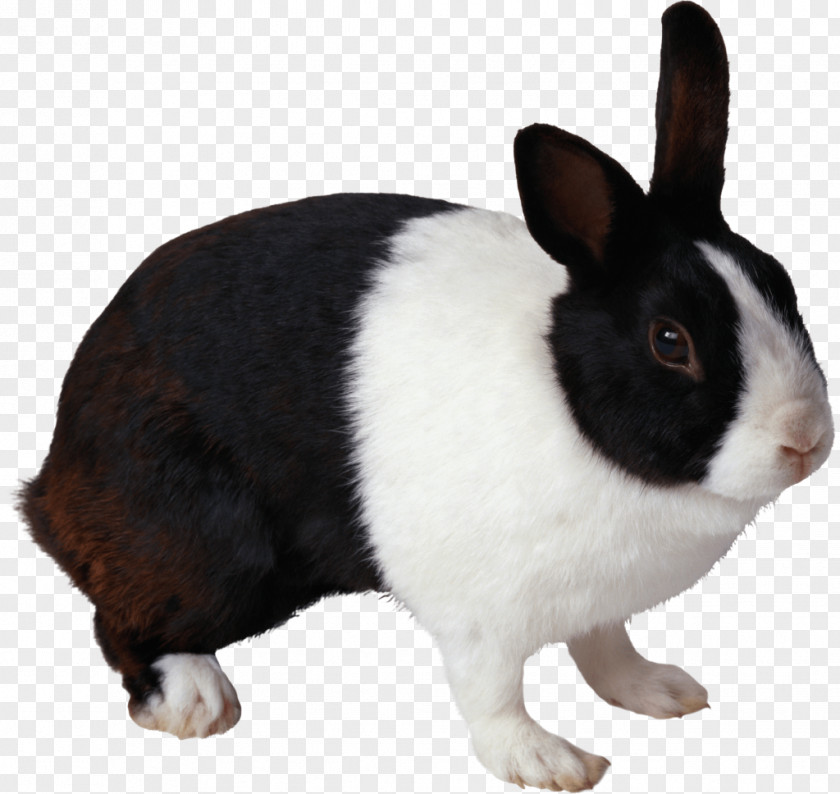 Rabbit Domestic Image Resolution Clip Art PNG