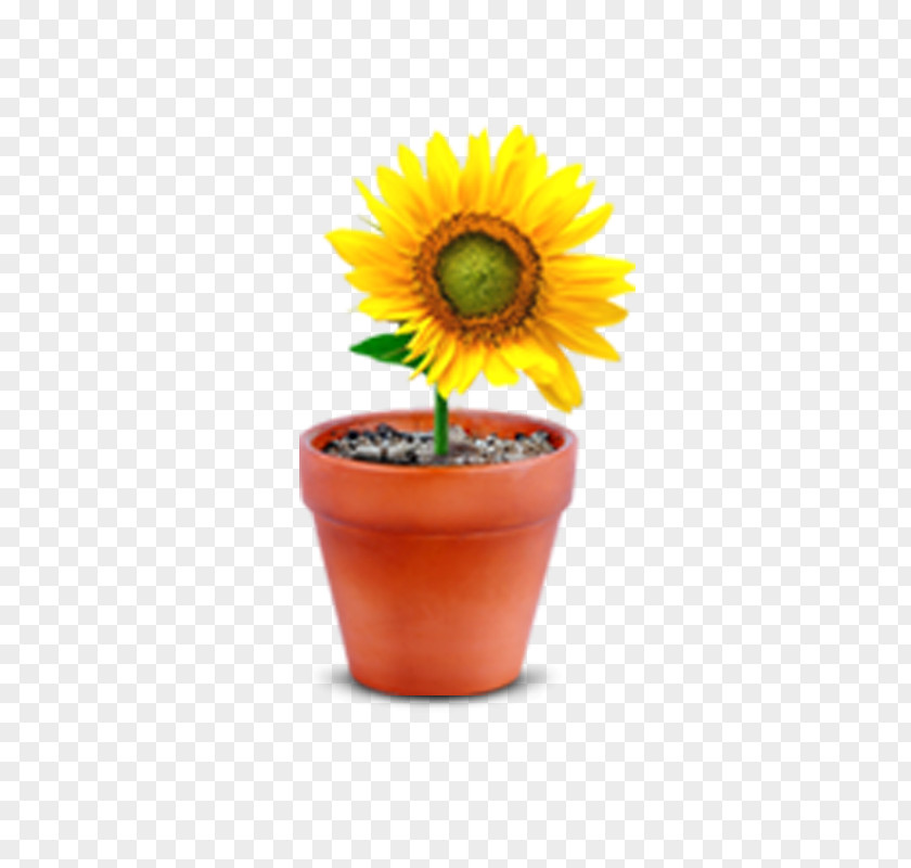 Sunflower Common Flowerpot Window PNG