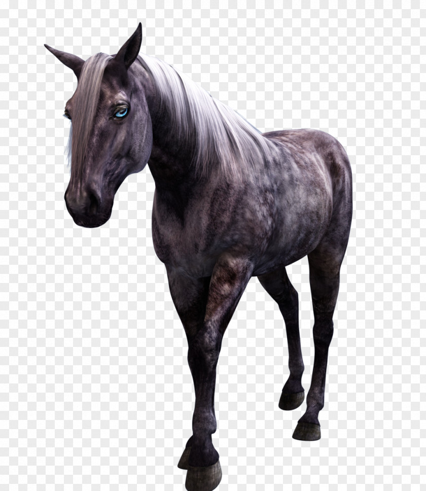Horse Friesian Mustang Stallion Horses Mare PNG
