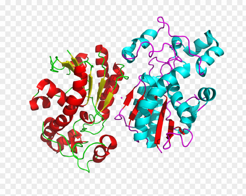 Protein Bisphosphoglycerate Mutase 3-Phosphoglyceric Acid 2,3-Bisphosphoglyceric PNG