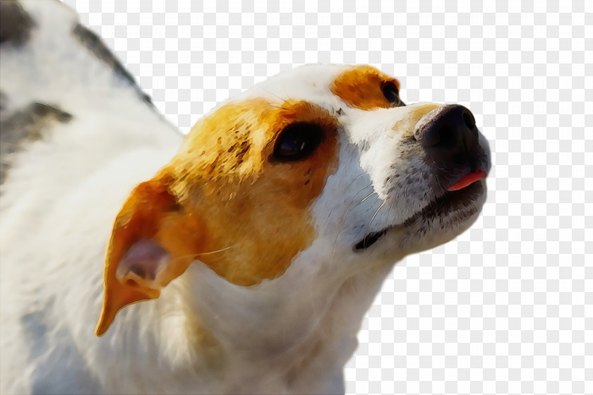 Beagle English Foxhound Parson Russell Terrier Jack Snout PNG