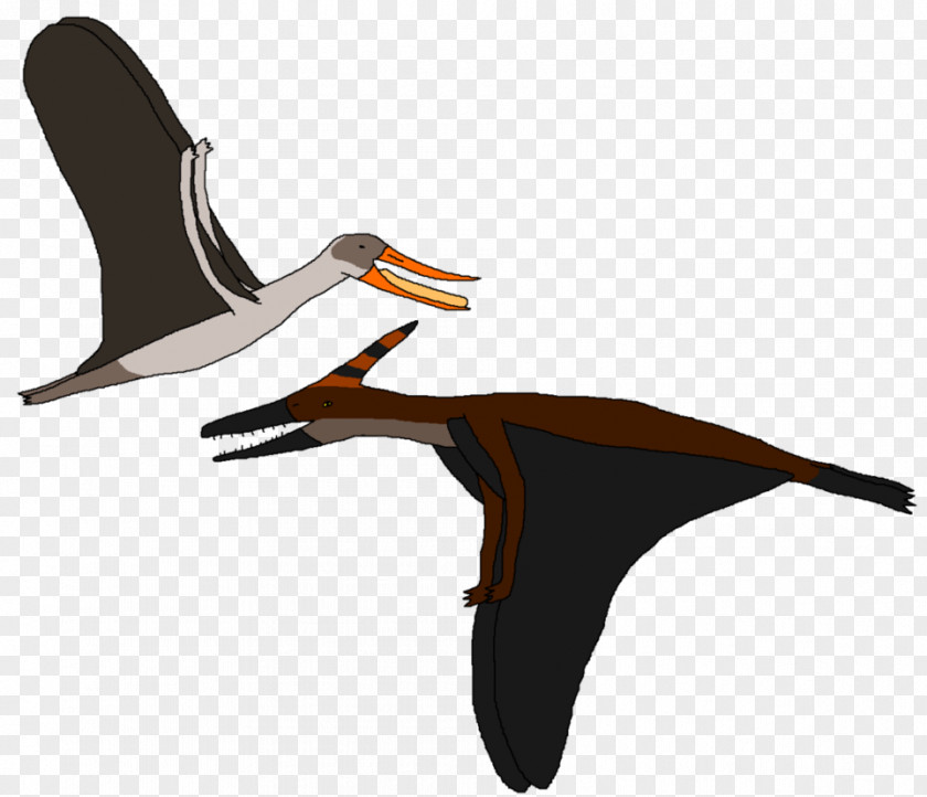 Bird Beak Cygnini Goose Ducks PNG