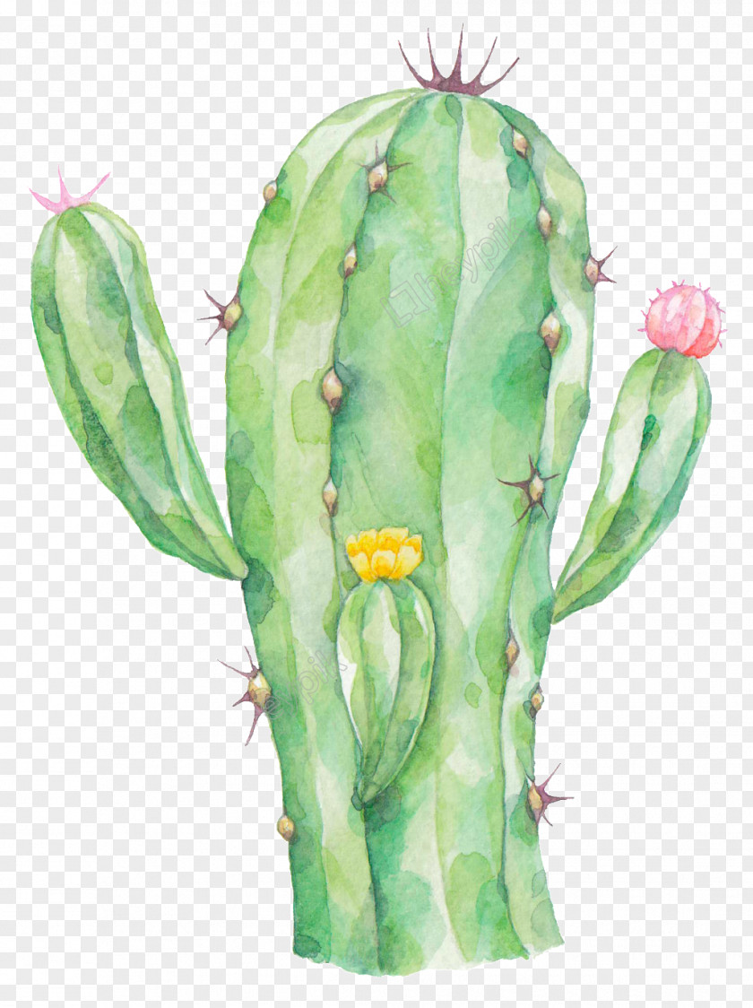 Cactus Vector Graphics Image Painting PNG