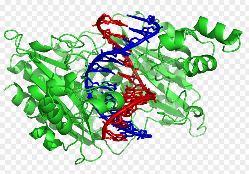 DNA DNA-binding Protein Restriction Enzyme Domain PNG