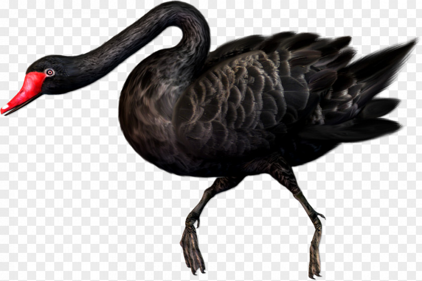 Long-billed Goose Black Swan Bird Clip Art PNG