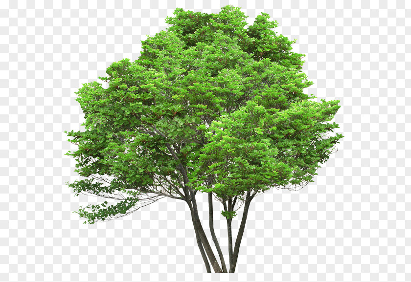 Architecture Tree Top View Clip Art PNG