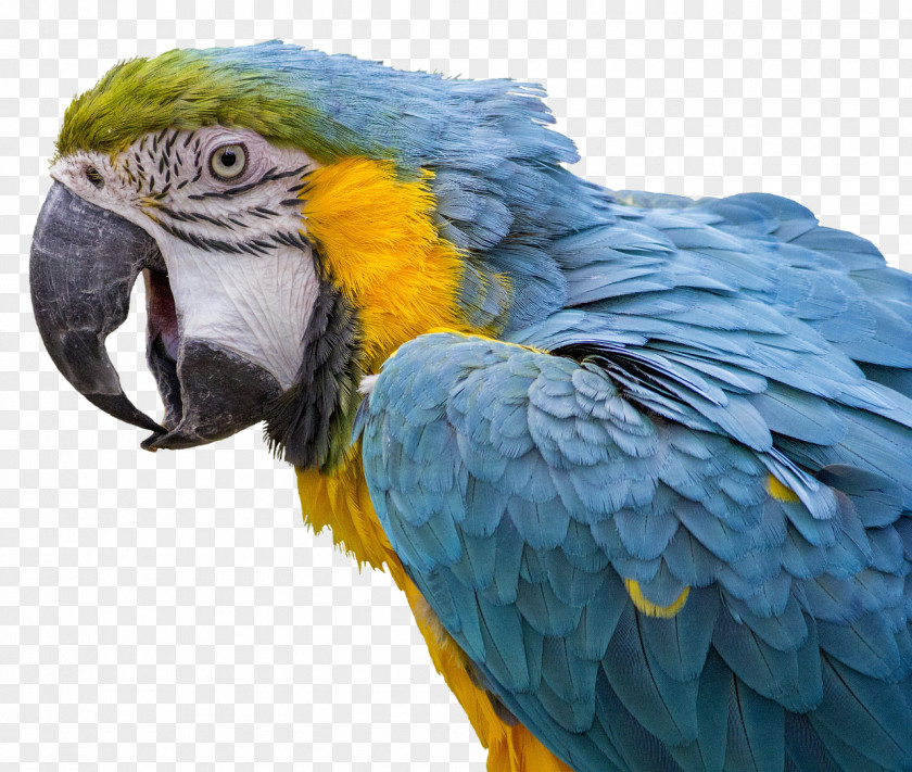 Parrot Bird Scarlet Macaw Pet PNG