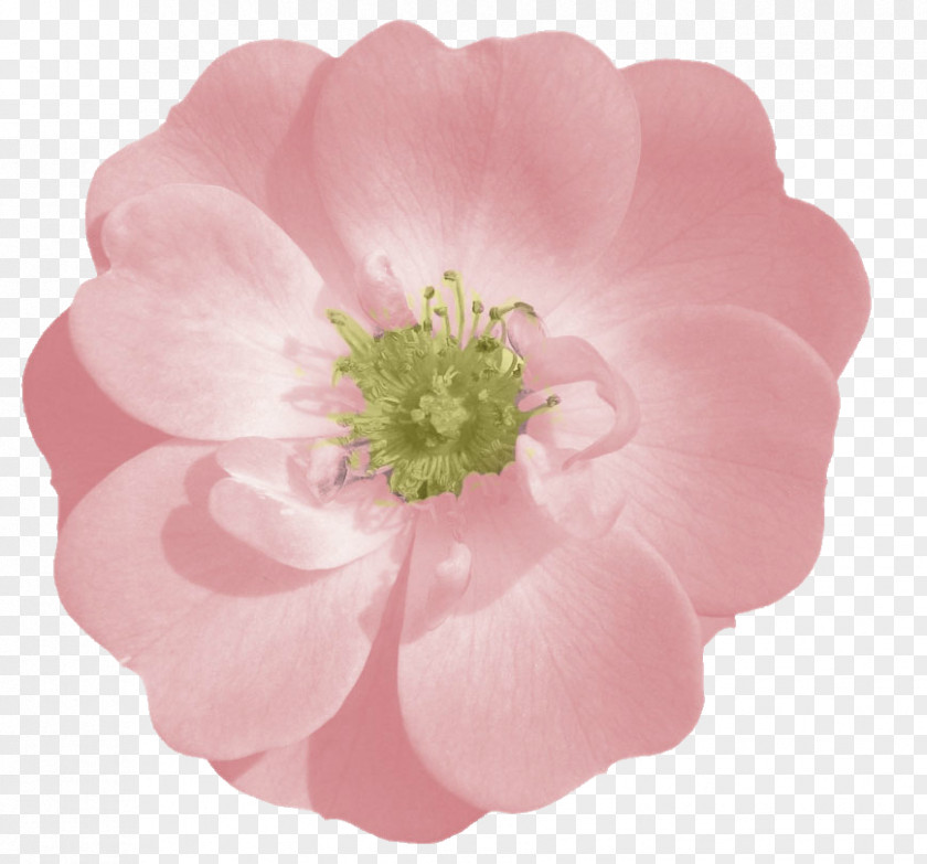 Rose Pink Flower Clip Art PNG