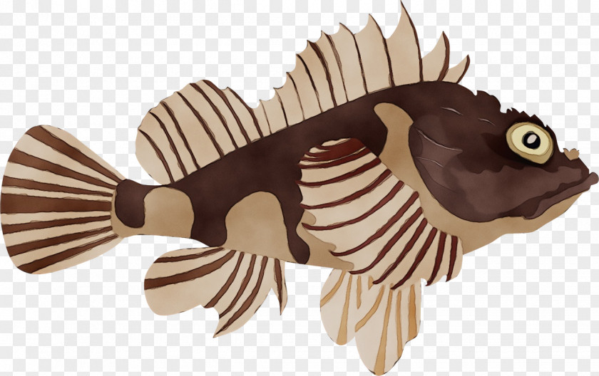 Fish Biology Science PNG