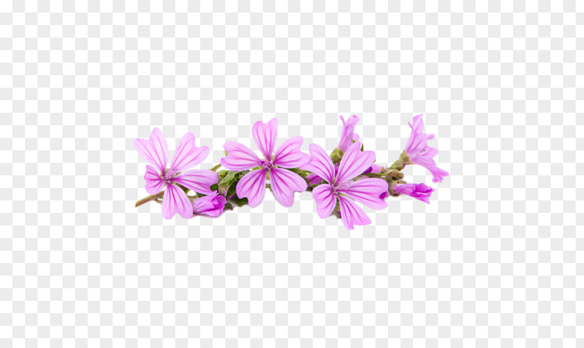 PASQUA Flower Mallows Plant Violet PNG