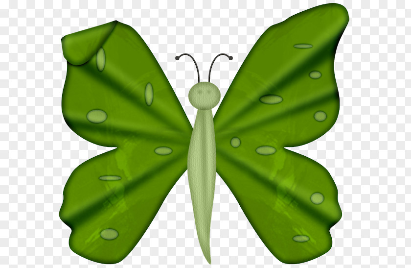 Butterflies And Moths Drawing Clip Art PNG