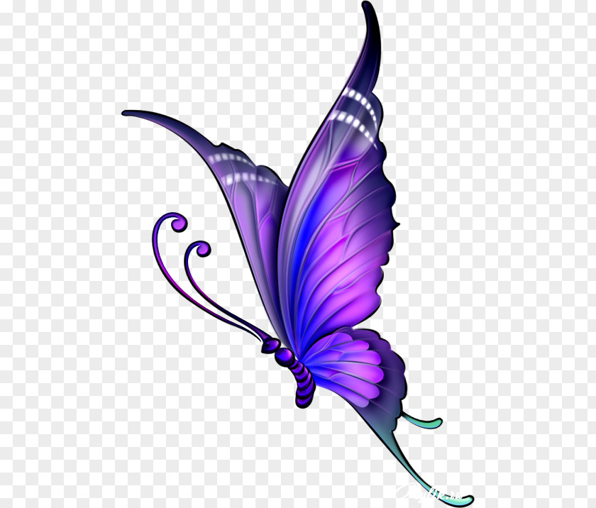 Purple Roses And Butterflies Butterfly Drawing Clip Art Image Color PNG