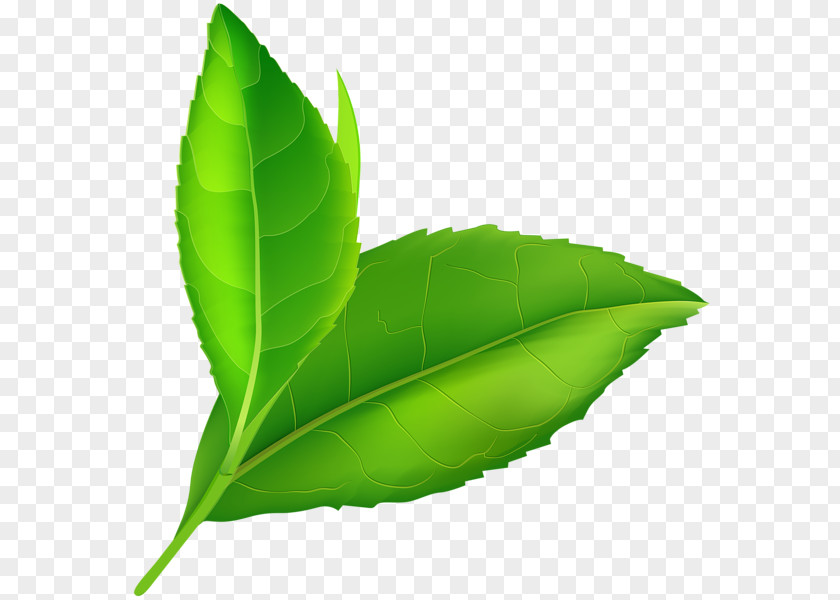 Sprin P.N.03 Leaf Clip Art PNG