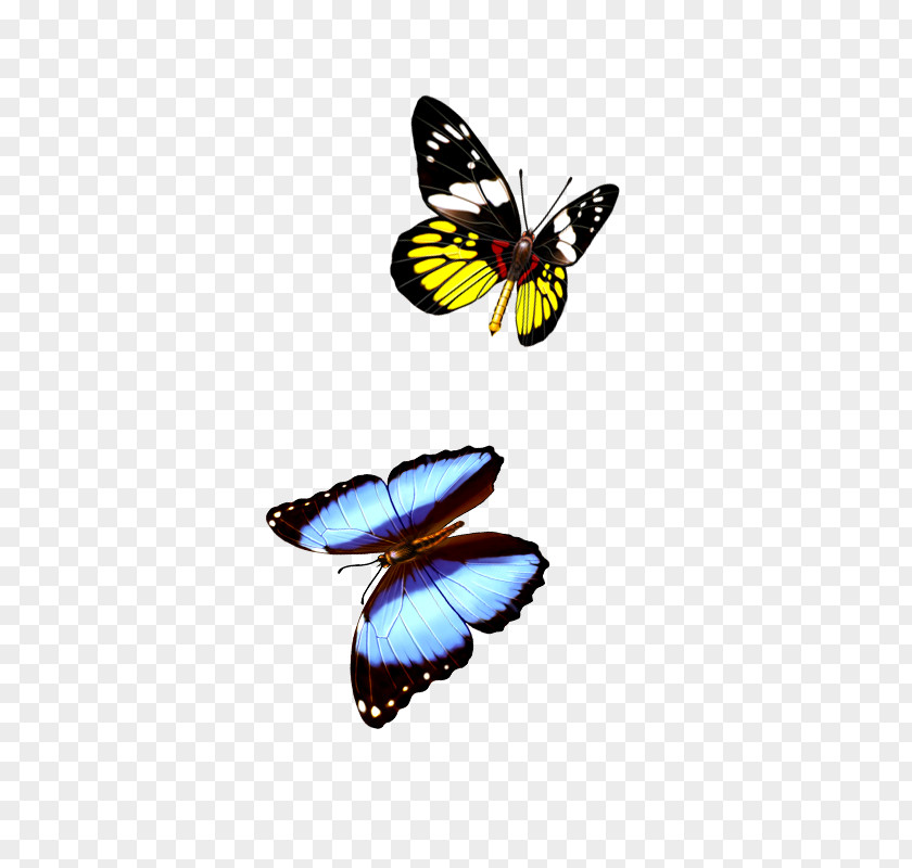 Butterfly Monarch PNG