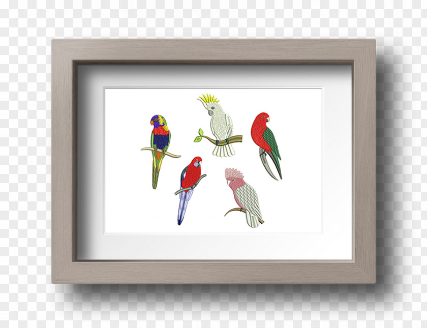 Feather Macaw Parakeet Beak Picture Frames PNG