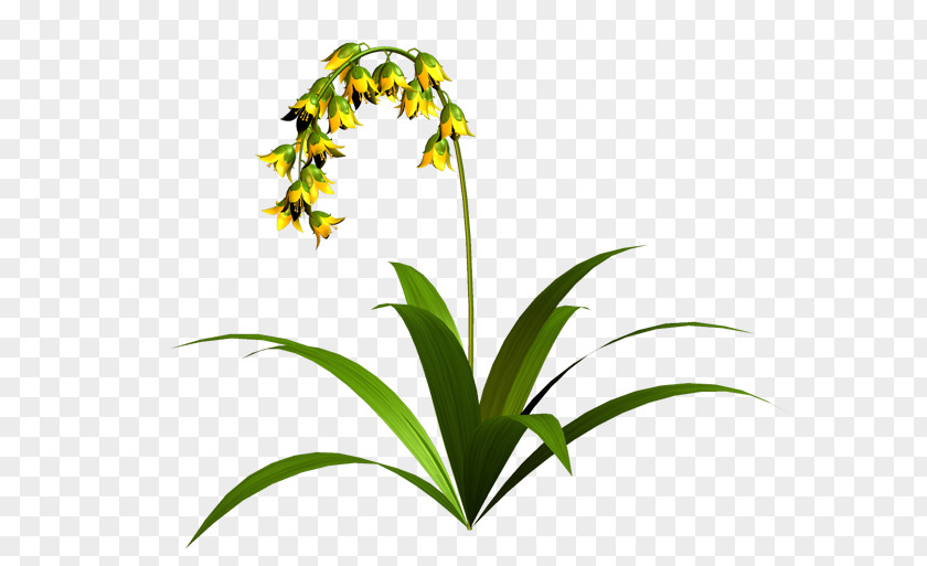 Flower Grasses Flowerpot Plant Stem Clip Art PNG