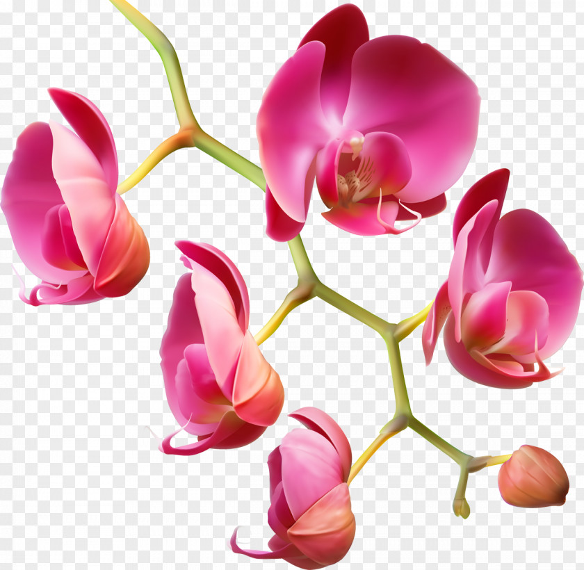 Orchid Beauty Parlour Spa Designer PNG
