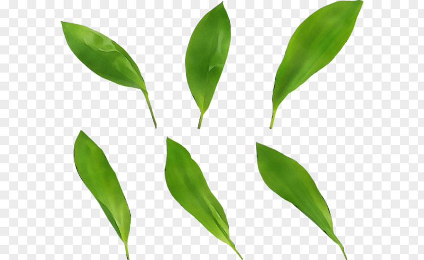 Leaf Plant Stem Grasses Commodity PNG